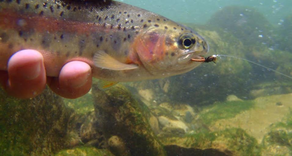 rainbow trout underwater