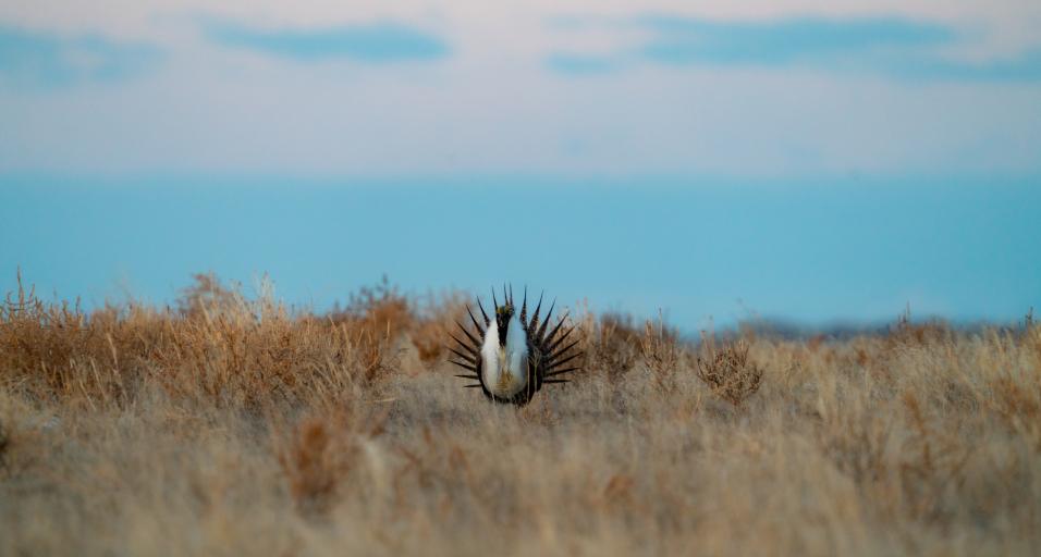 Sage grouse in Cody Region