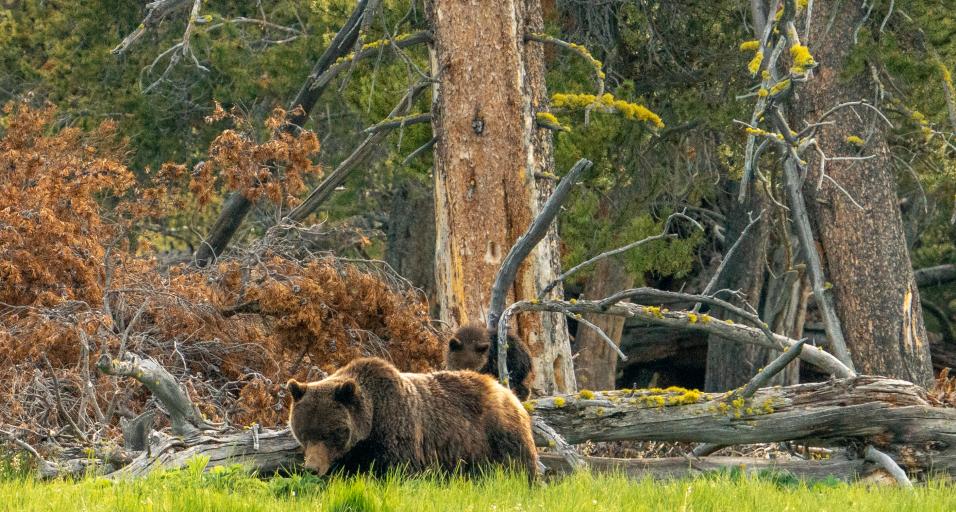 Bear sow and cub near tree in Yellowstone National Park