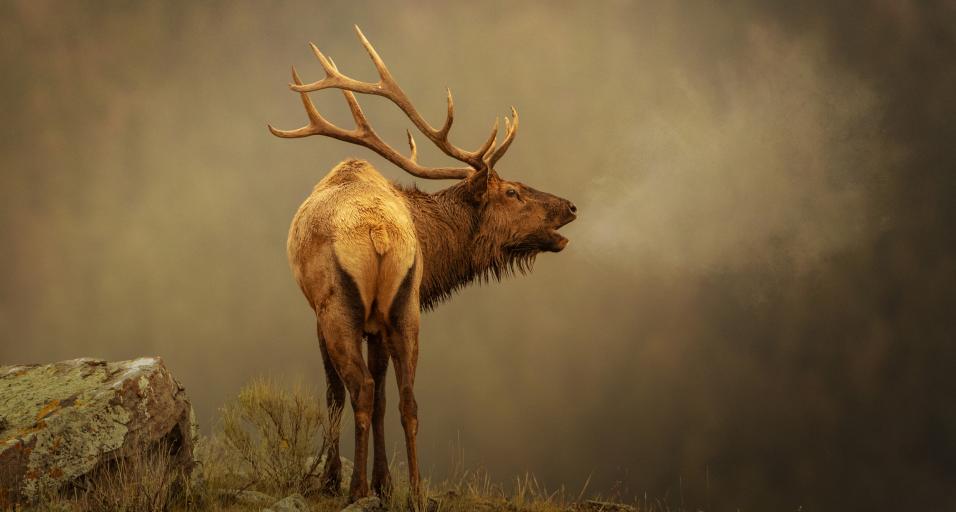 2027 Wyoming Wildlife Calendar Cover featuring a bull elk bugling with a foggy background