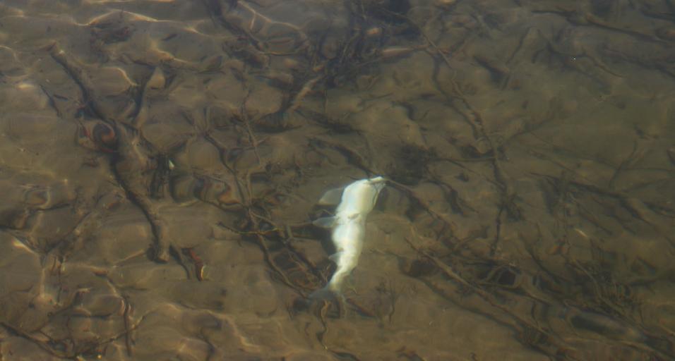 mountain whitefish mortality in the Salt River