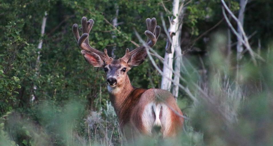 Mule Deer in velvet