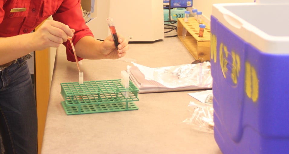Brucellosis sampling