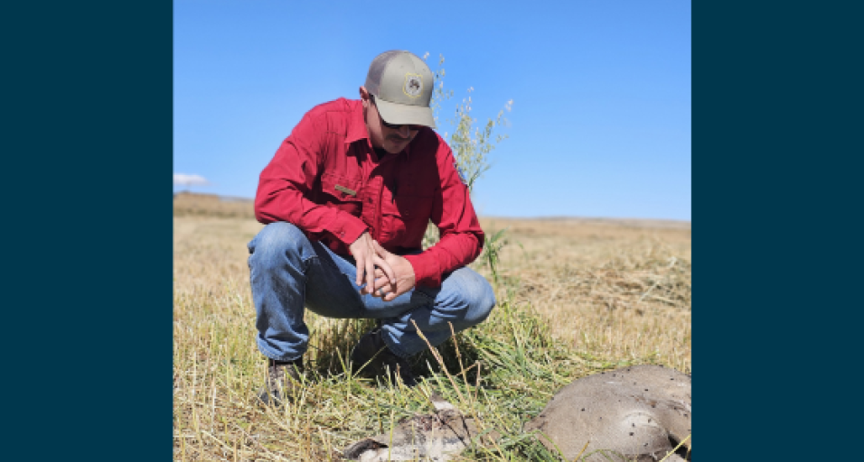 biologist looking at WTD after EHD outbreak