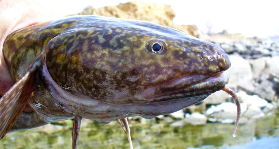 How to: Catch a burbot  Wyoming Game & Fish Department
