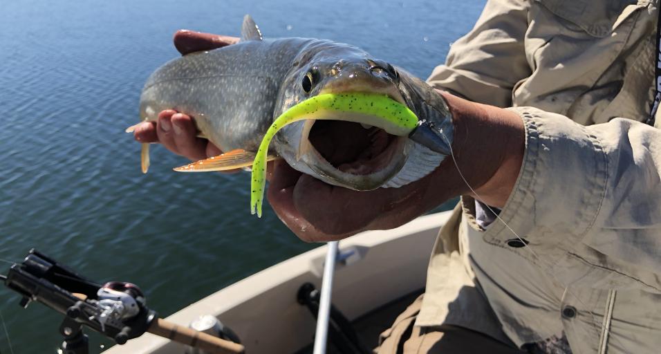 Anglers, please keep small lake trout at Flaming Gorge
