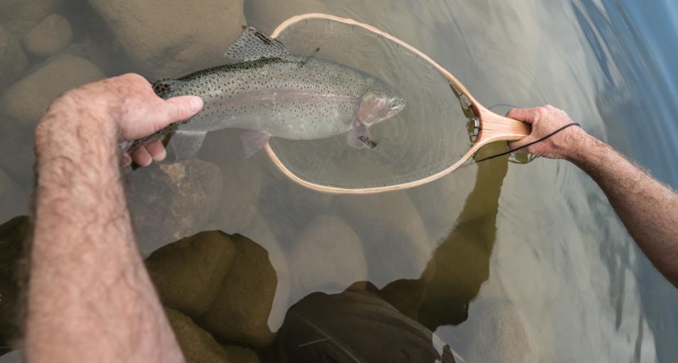 Pinedale Anglers Encouraged To Adjust Fishing Practices In High Heat ...