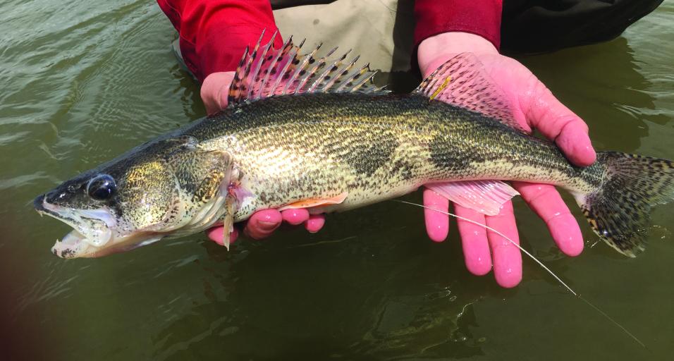 Game and Fish continues work to reintroduce sauger above Glendo ...