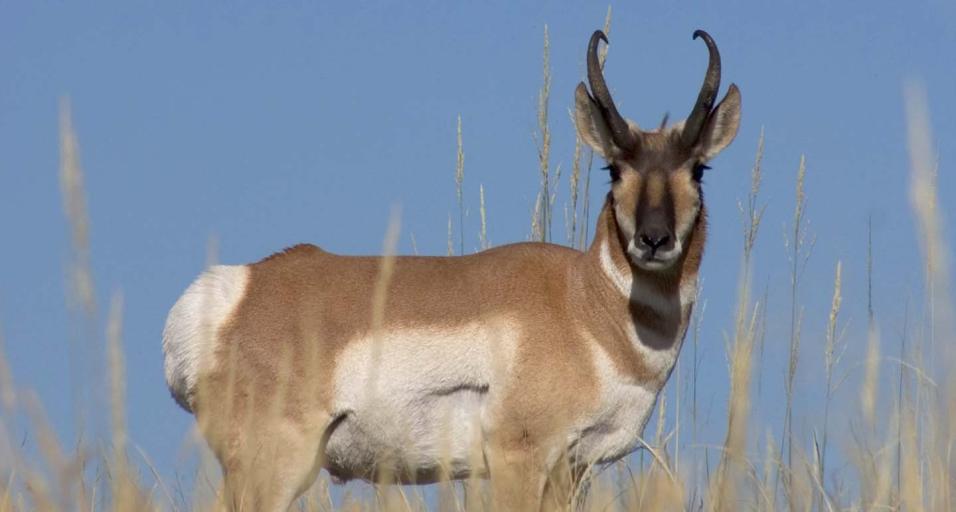 Game and Fish to Discuss 2021 Pinedale Hunting Seasons Wyoming Game