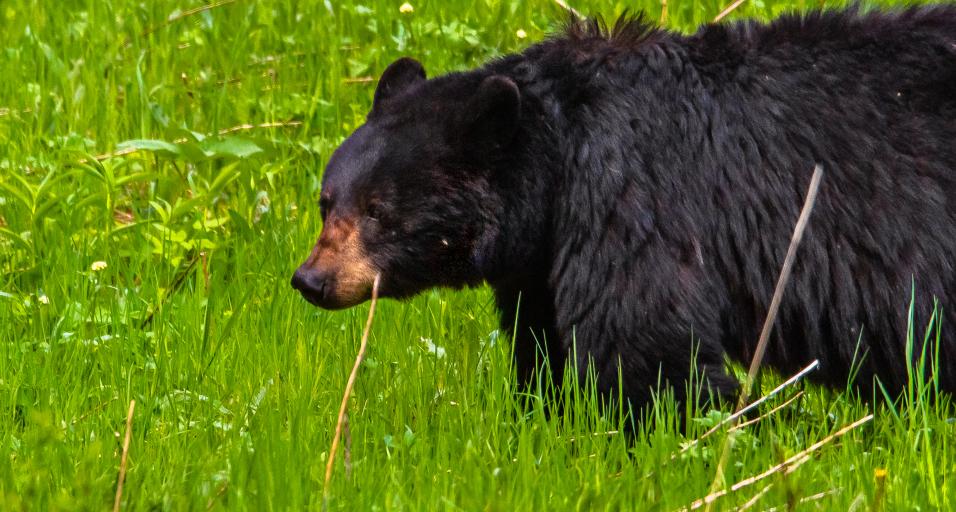 Black bear bait site renewal opens March 1