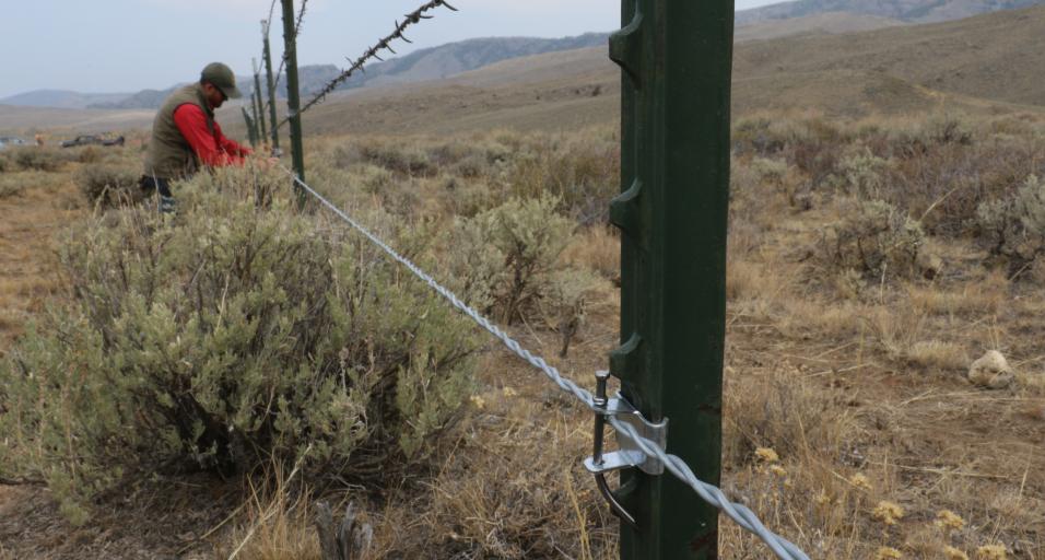 More than 500 miles of wildlife-friendly fencing converted in Sublette ...