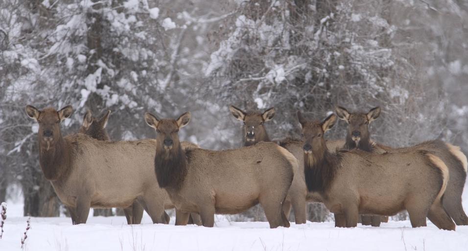 Game and Fish initiates emergency elk feeding due to increase of damage ...