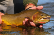 A closeup photo of an angler's hands holding a large Snake River cutthroat trout just above the water for a quick photo