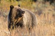 A wild sub-adult grizzly bear grazing in a field at sunset in Grand Teton National Park (Wyoming).