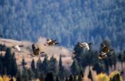Canada geese fly over yellow-leafed aspens
