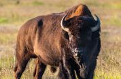 A large bison with horns