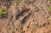 Mule deer track
