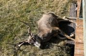 Buck mule deer that died of CWD