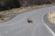 Wildlife on road