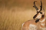 A photo of the profile of a buck pronghorn standing against a background of tall yellowish brown grass.
