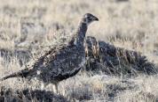 sage grouse hen