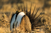 sage grouse