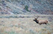 Bull elk