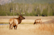 bull elk in Wyoming