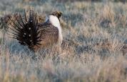 A Wyoming Sage Grouse