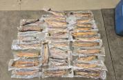 Illegally harvest fish confiscated by Game and Fish. (Photo/WGFD)