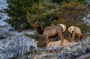 An elk cow pictured in the Cody Region last spring. An elk cow pictured in the Cody Region last spring.
