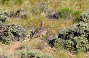 Hen sage grouse and chick walking in sagebrush and grass