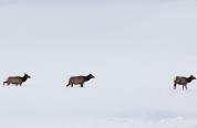 elk