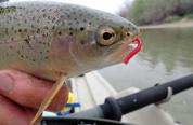 Close up of a trout caught by a fly fisherman on a Wyoming river.