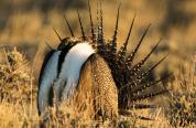 A Wyoming sage grouse in a field