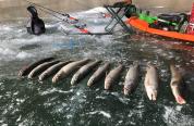 lake trout on ice with sled 