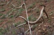Elk Shed Antlers