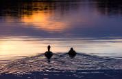 Mallard Duck Silhouette