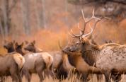 Photo of a bull elk and cow elk in Wyoming