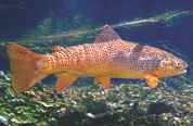 A female brown trout underwater in a clear stream.