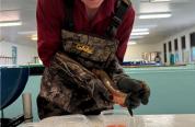 Spawning golden trout