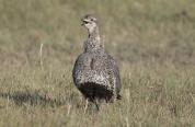 A hen sage grouse