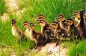 Ducklings