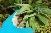 Pulling houndstongue weed