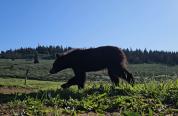 Black bear relocated in Bighorn Mountains