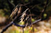 cheatgrass cheatgrass