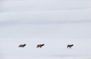 Elk in winter