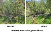 Willows in habitat treatment area