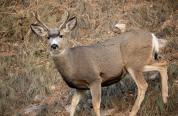 Mule Deer Buck