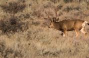 Mule deer buck